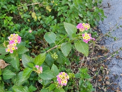 Lantana camara