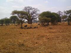 Connochaetes taurinus albojubatus