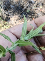 Castilleja subalpina