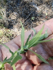 Castilleja subalpina