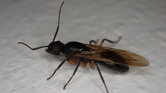 Camponotus renggeri