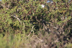 Cassiculus melanicterus