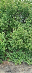 Syzygium cordatum image