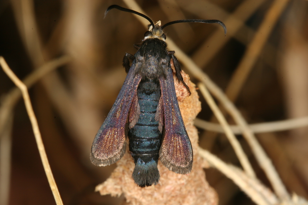 Bembecia dispar