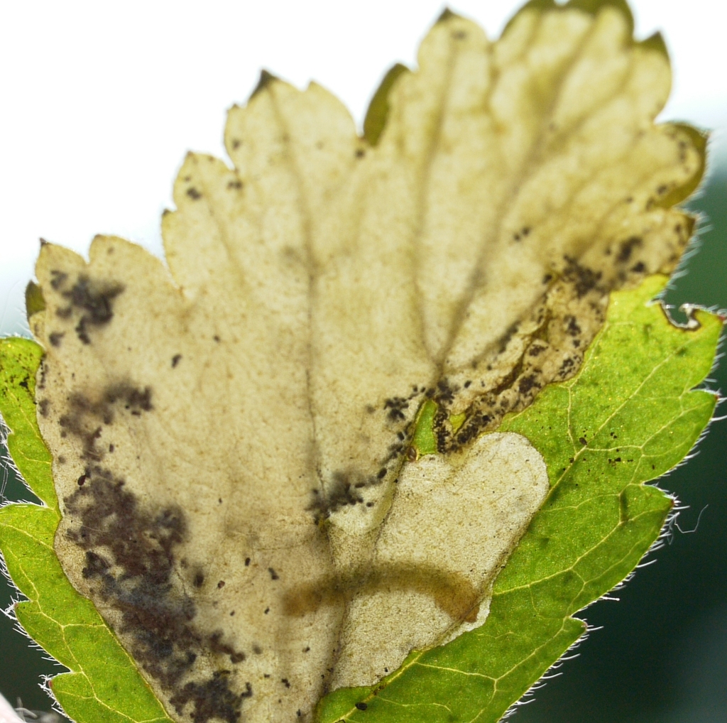 Avens Mining Sawfly