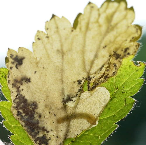Avens Mining Sawfly