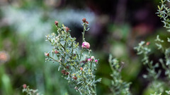 Rhopalomyia californica