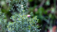 Rhopalomyia californica
