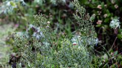 Rhopalomyia californica