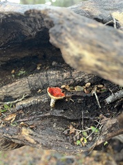 Russula cremoricolor