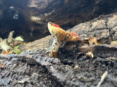 Russula cremoricolor