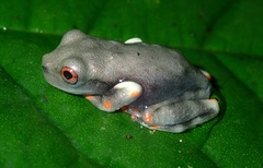 Osteocephalus oophagus