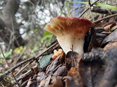 Russula cremoricolor