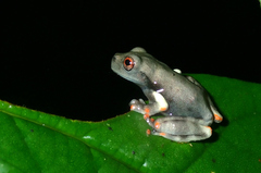 Osteocephalus oophagus