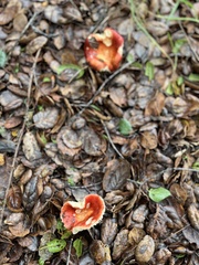 Russula cremoricolor