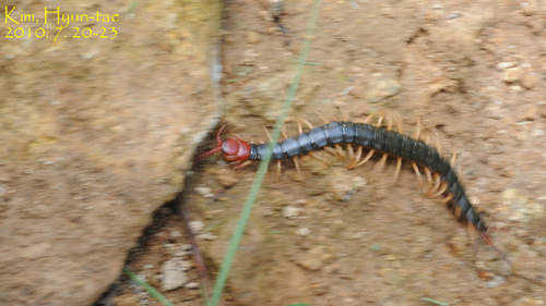 Scolopendra mutilans