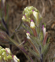 Castilleja exserta latifolia