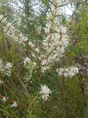 Hakea sericea