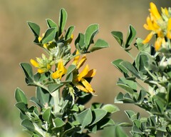 Medicago arborea