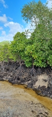 Rhizophora mucronata