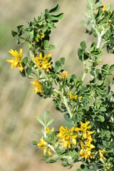 Medicago arborea