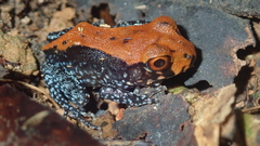 Leptodactylus stenodema
