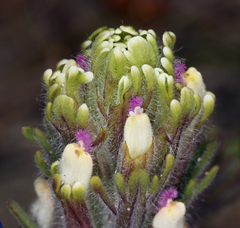 Castilleja exserta latifolia