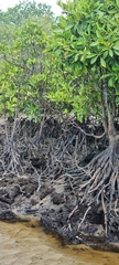 Rhizophora mucronata