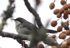 Apalis thoracica capensis