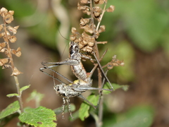 Antaxius spinibrachius