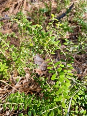 Vaccinium darrowii