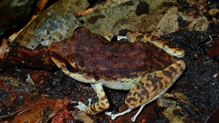 Pristimantis zeuctotylus