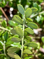 Vaccinium darrowii