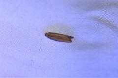 Bactra noteraula