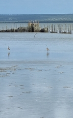 Numenius phaeopus phaeopus