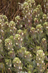 Castilleja exserta latifolia