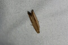 Bactra noteraula