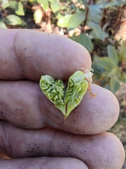 Castilleja subalpina