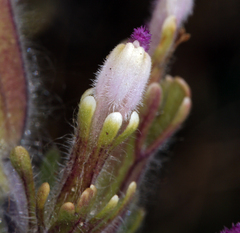 Castilleja exserta latifolia