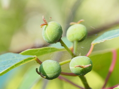 Homalanthus populifolius