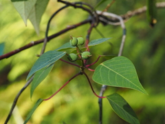 Homalanthus populifolius