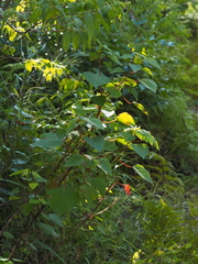 Homalanthus populifolius