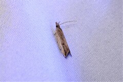 Bactra noteraula