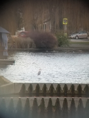 Ardea cinerea