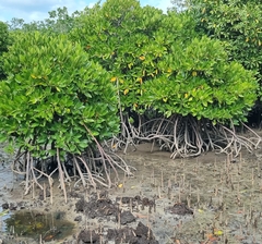 Rhizophora mucronata