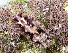 Dolabrifera nicaraguana