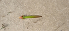 Rhizophora mucronata