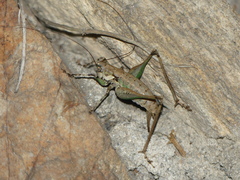 Rhacocleis annulata