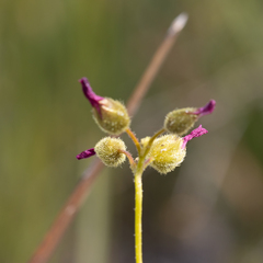 Drosera neesii