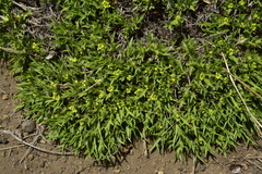 Azorella prolifera